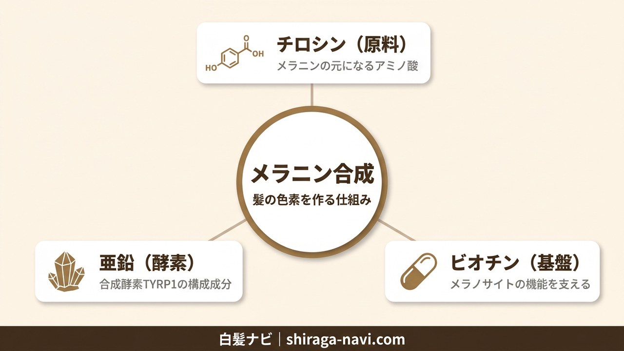 白髪サプリメントの3成分（チロシン・亜鉛・ビオチン）がメラニン合成に果たす役割の関係図